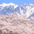 「里山の桜」山梨県 北杜市 / 堀内：雪を頂く八が岳を背景に、開拓地の眞（さね）原並木道に咲く桜を撮影。
