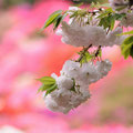 「八重の桜」葉山 / 松田：葉山町役場の庭には躑躅があります。遅めの八重桜を躑躅色の中に配置したのですが、後ろが明るすぎになりました。会津若松の〈八重の桜/綾瀬はるか主演〉のイメージで！無理かな！