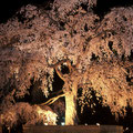 「円山公園 枝垂桜」京都府 / 坂口：巨大な枝垂れ桜で、夜になると枝垂れ桜の周りを大勢の人が囲み、お花見宴会が始まります。今年はコロナで禁止と思われます。