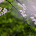 「雨に濡れて」藤沢市 / 猪狩：近所の遊行寺で撮影しました。背景を緑で整えて桜が目立つように撮影しました。
