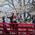 「弘前城の桜」弘前市 / 畠山：東北一番の桜名所海外からも見物客堪えません。