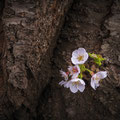 「可憐に」藤沢市 / 猪狩：遊行寺の境内で撮影しました。桜の太い幹に新芽が可憐な花を咲かせていました。