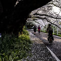 「花むしろを行く」藤沢市 境川 / 仁井：境川沿いの散歩道の花むしろを行き交う人に気づかれもせず、早咲きのアヤメが気になりました。