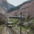 「山北の桜」神奈川県 山北町 / 矢形：山北駅周辺には見事な桜が咲き誇っています。 昼間1時間に1本の御殿場線の電車が趣きを添えます。