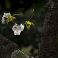 「春の朝」藤沢市 / 仁井：朝日をうけた小さな花弁の輝きが生命力を感じさせます。