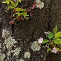 「古木に咲く」長野県 須坂市 / 矢形：苔の生えた古木からも新しい芽が生まれ可憐な花が咲き、生命力を感じました。