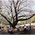 「公園の春」町田市 / 大津：南町田の鶴間公園です。今年の3月31日に撮りました。