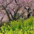 菜の花とのコラボです