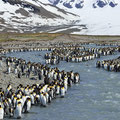 https://oceanwide-expeditions.com/de/galerie/thing/konigspinguin/8118