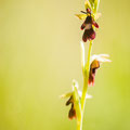 Label d'Ophrys, imitant un insecte pour être pollinisée 