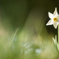 Narcisse des poètes / Narcissus poeticus 