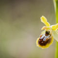 Label d'Ophrys, imitant un insecte pour être pollinisée 
