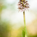 Orchidée pourpre / Orchis purpurea