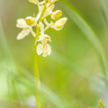 Orchidée de Provence / Orchis provincialis