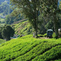 teeplantage cameron highlands, malaysia