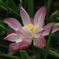 lotusblütezeit