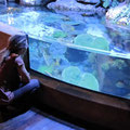 im aquarium
