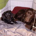 Finch und Toni im Kennel