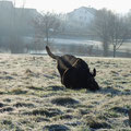 Hundeknäuel, 7.2.2015
