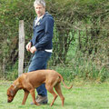 Ridgebackhündin