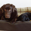 Toni und Finch in der Kudde 27.12.