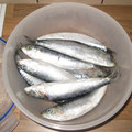 Sardinen