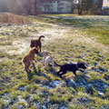 Toni, Finch, Finn und Ruby, 22.1.2016