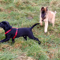 Finch und Ruby, 16.1.2016