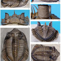 Fuente: Latest Early to Early Middle Devonian Trilobites from the Erbenochile Bed, Jbel Issoumour, Southeastern Morocco Journal of Paleontology, Volume 84, Issue 6, Page 1188-1205, November 2010.