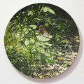 Waldbrettspiel 2 / Speckled Wood 2, Oil on Aluminumbowl, D 44 cm