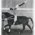 1982 - Flirt, Auktionspferd in Kranichstein