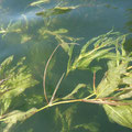 Spiegelndes Laichkraut (Potamogeton lucens) im Krakower See
