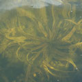 Krebsschere (Stratiotes aloides) im Großen Peetscher See