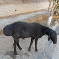 Khiva - Mouton avec la graisse sur les fesses