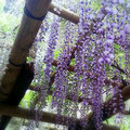 奈良、春日大社の藤の花。藤色の房が重たげ。
