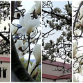 宝塚大劇場をバックに満開の白木蓮の花です。宝塚花の道にて撮影しました。