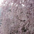 遅咲きのしだれ桜が満開です。ピンクの滝のように流れる花が美しいです。