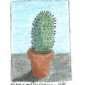 Kaktus auf dem Fensterbrett