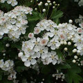 Weißdornblüten - Foto Ingo Pedal