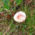 Ein sandliebender Pilz - Foto PeWe