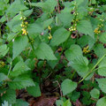 Goldnessel (Lamium galeobdolon)