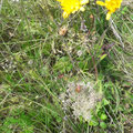 Beerenwanzen-Suchbild, Block Natur