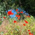 Klatschmohn - Foto Ingo Pedal