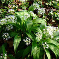 Bärlauch breitet sich aus (Allium ursinum)