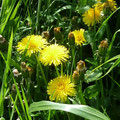 Leuchtende Blüten des Löwenzahn