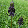 Schwarze Teufelskralle (Phyteuma nigrum) Familie der Glockenblumengewächse. 