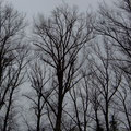 Ein "Storchenwald"  - Foto PeWe