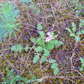 nn  - Foto PeWe