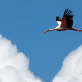 Storch im Anflug (wir haben ihn nicht gesehen, aber immer im Blick)