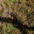 Heidekraut Close-up  - Foto PeWe